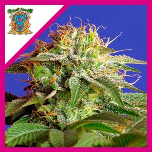 GREEN POISON F1 FEM® X3+1-SWEET SEEDS